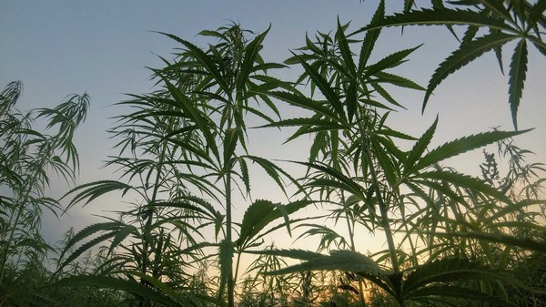 Cannabis, eine gefährliche Droge mit heilender Wirkung, Foto: Matteo Paganelli auf unsplash.com