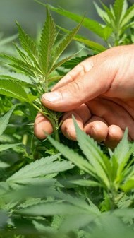 Cannabis, eine gefährliche Droge mit heilender Wirkung, Foto: Crystalweed Cannabis auf unsplash.com