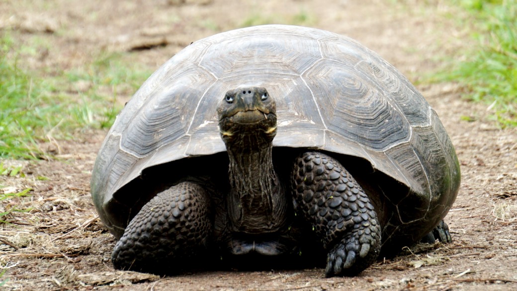 Lanschildkröte, Foto: Cedric Fox auf unsplash.com