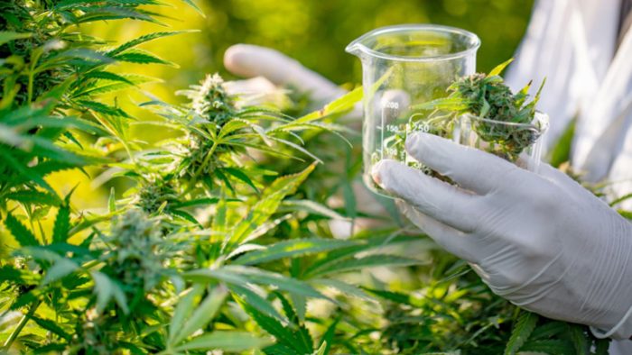 Cannabis: Von der Forschung zur medizinischen Praxis: Foto: barlamane.com