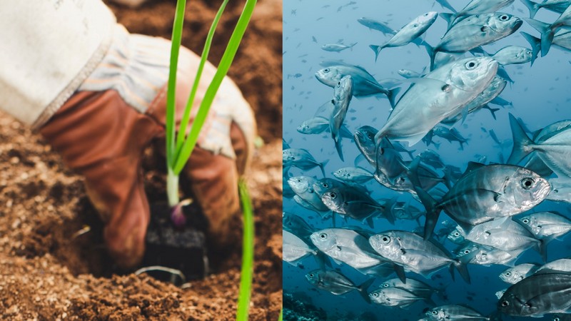 Erstes Symposium Agrar und Fischzucht Marokko-Israel, Foto: Markus Spiske und Sebastian Lena Lambarri auf unsplash.com