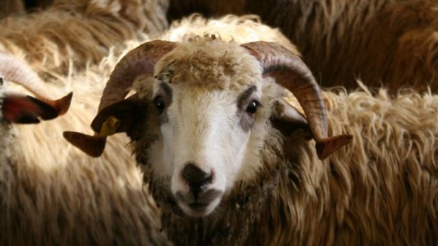 Schafe und Ziegen für das Opferfest "Eid Al Adha", Foto: barlamane.com