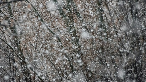 Schneefälle, Foto: Tom Streckerauf unsplash