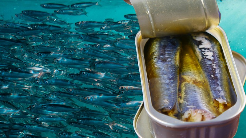 Sardinen. Fotos von Clint Bustrillos und Towfiqu Barbhuiya auf unsplash