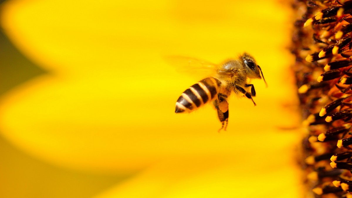 Verschwinden von Bienenkolonien, Foto: Boris Smokrovic auf unsplash.com