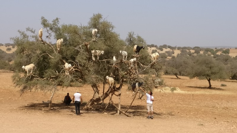 Aganbäume nahe der Kuestenstadt Essaouira, Foto: marokko.com