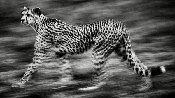 Die Suche nach dem letzten Geparden der Sahara geht weiter, Foto laverite.ma