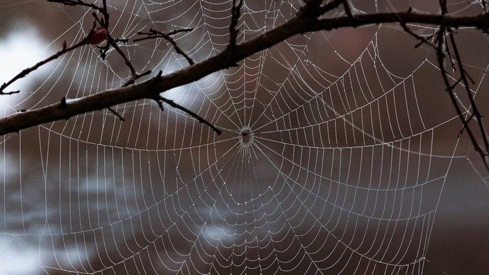 Spinnennetz. Foto von Nicole Bomar auf Unsplash